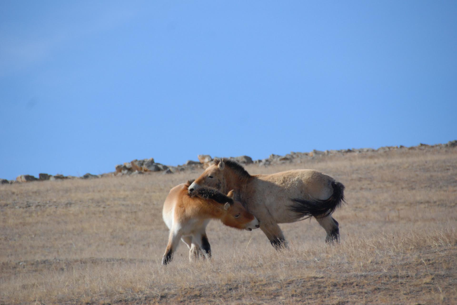 Day 10 - Khustai National Park (Takhi Wild Horses)