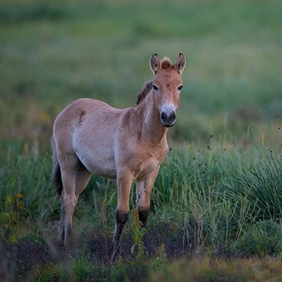 Wild Przewalski horses Khustai National Park