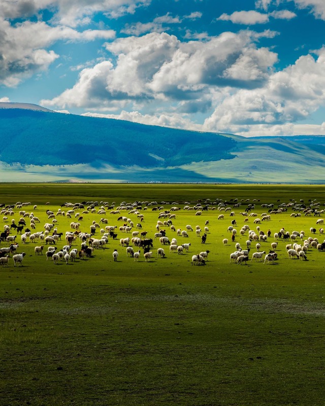 Elsen Tasarkhai Mini Gobi
