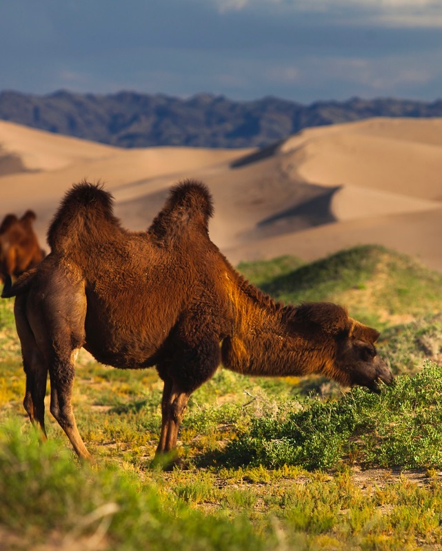 Gobi Desert camel