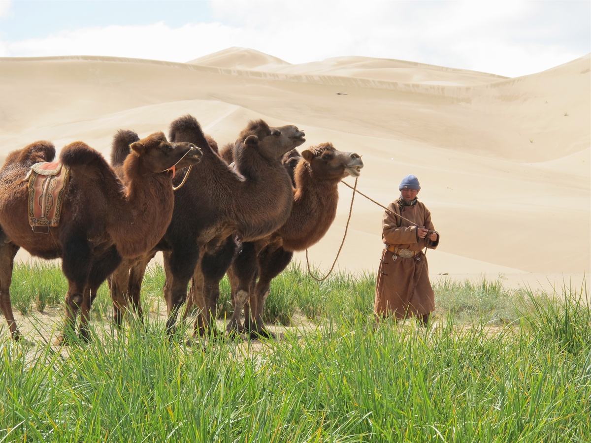 Day 4 - Khongor Sand Dunes (Singing Dunes)